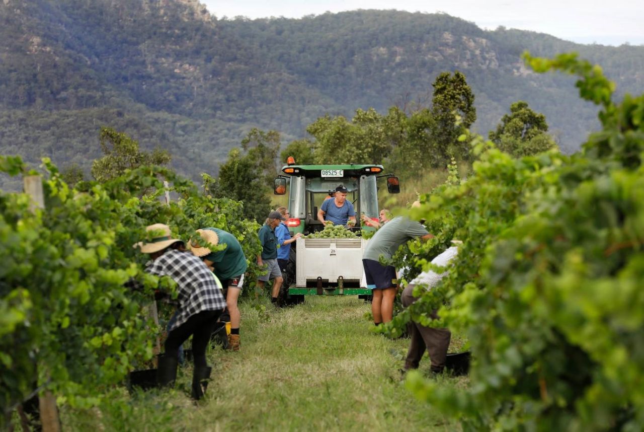 Ecovineyards Program launches at four vineyards in the Hunter Valley
